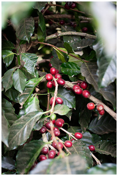 Coffee beans on a tree in Honduras